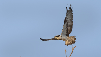 Balık Kartalı - Pandion haliaetus kuş fotoğrafı