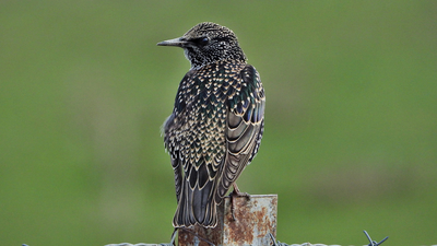 Sığırcık - Sturnus vulgaris kuş fotoğrafı