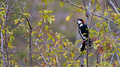 Orman Alaca Ağaçkakanı - Dendrocopos major kuş fotoğrafı