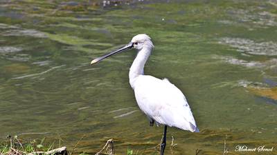 Kaşıkçı - Platalea leucorodia kuş fotoğrafı