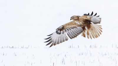 Kızıl Şahin - Buteo rufinus kuş fotoğrafı