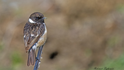 Taşkuşu - Saxicola rubicola kuş fotoğrafı