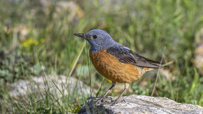 Taşkızılı - Monticola saxatilis kuş fotoğrafı