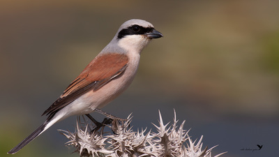 Kızılsırtlı Örümcekkuşu (Lanius collurio) - Hatay / Kırıkhan kuş fotoğrafı