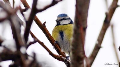 Mavi Baştankara - Cyanistes caeruleus kuş fotoğrafı