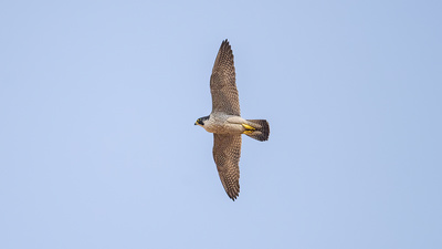 Gök Doğan (Falco peregrinus) - Ankara / Keçiören kuş fotoğrafı