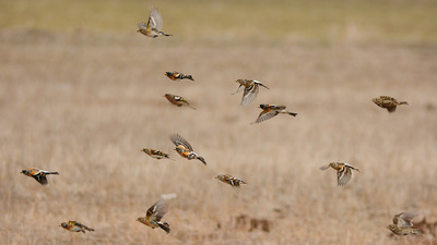 Dağ İspinozu (Fringilla montifringilla) - Ankara / Gölbaşı kuş fotoğrafı