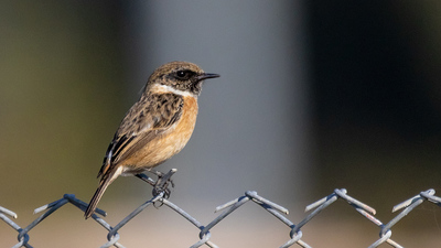 Taşkuşu - Saxicola rubicola kuş fotoğrafı