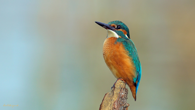 Yalıçapkını - Alcedo atthis kuş fotoğrafı