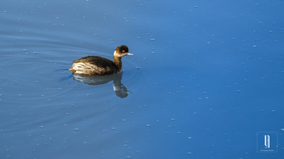 Karaboyunlu Batağan - Podiceps nigricollis kuş fotoğrafı
