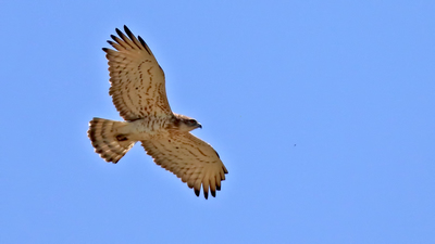 Yılan Kartalı - Circaetus gallicus kuş fotoğrafı