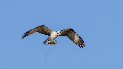 Balık Kartalı - Pandion haliaetus kuş fotoğrafı