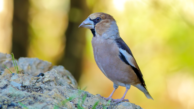 Kocabaş - Coccothraustes coccothraustes kuş fotoğrafı