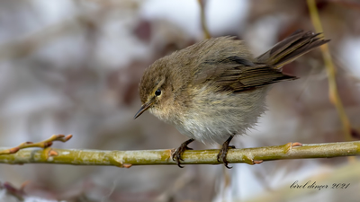 Çıvgın - Phylloscopus collybita kuş fotoğrafı