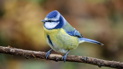 Mavi Baştankara - Cyanistes caeruleus kuş fotoğrafı