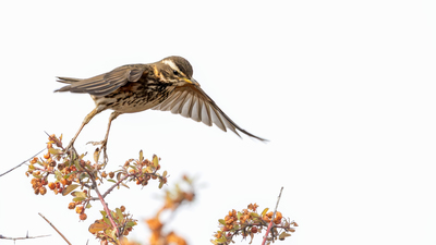 Kızıl Ardıç (Turdus iliacus) - Ankara / Gölbaşı kuş fotoğrafı
