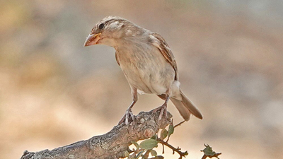 Serçe (Passer domesticus) - Çanakkale / Ezine kuş fotoğrafı