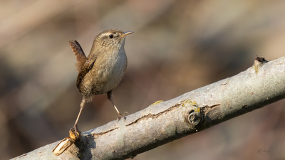 Çıtkuşu (Troglodytes troglodytes) - Bilecik / Bozüyük kuş fotoğrafı
