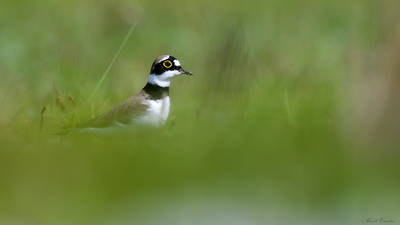 Halkalı Küçük Cılıbıt (Thinornis dubius) - Kırklareli / Lüleburgaz kuş fotoğrafı