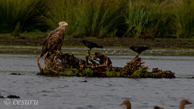 Akkuyruklu Kartal