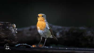 Kızılgerdan (Erithacus rubecula) - İstanbul / Sarıyer kuş fotoğrafı