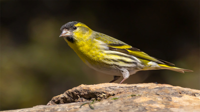Karabaşlı iskete (Spinus spinus) - Isparta / Eğirdir kuş fotoğrafı