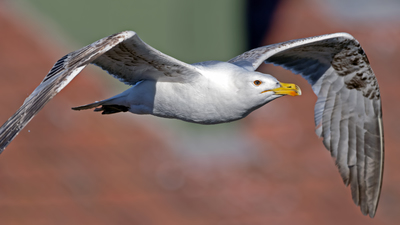 Gümüş Martı - Larus michahellis kuş fotoğrafı