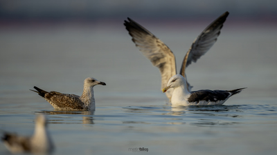 Büyük karasırtlı martı (Larus marinus) - İstanbul / Bakırköy kuş fotoğrafı