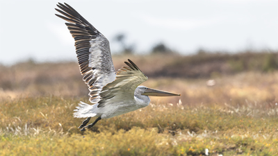 Tepeli Pelikan (Pelecanus crispus) - Edirne / Enez kuş fotoğrafı