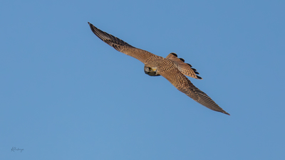 Kerkenez (Falco tinnunculus) - Bilecik / Bozüyük kuş fotoğrafı