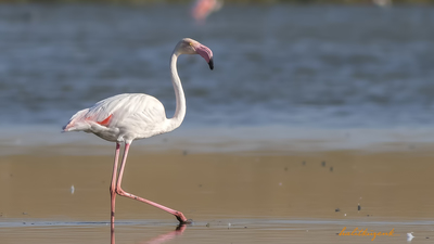 Flamingo