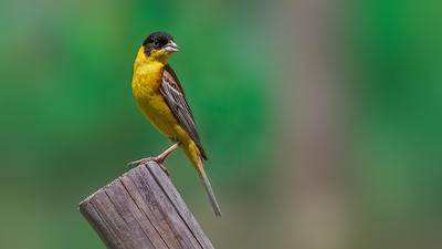 Karabaşlı Çinte - Emberiza melanocephala kuş fotoğrafı