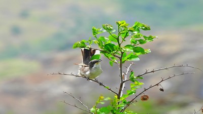 Akgözlü ötleğen (Curruca crassirostris) - Kırklareli / Merkez kuş fotoğrafı