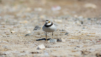 Halkalı Küçük Cılıbıt - Charadrius dubius kuş fotoğrafı