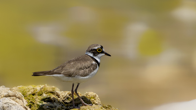 Halkalı Küçük Cılıbıt - Charadrius dubius kuş fotoğrafı