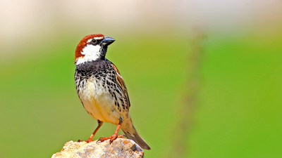 Söğüt Serçesi - Passer hispaniolensis kuş fotoğrafı