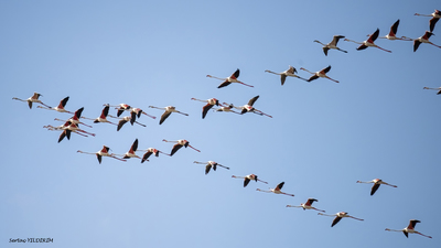 Flamingo