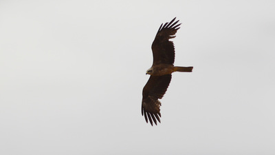 Kara Çaylak - Milvus migrans kuş fotoğrafı