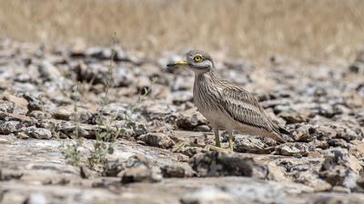 Kocagöz (Burhinus oedicnemus) - Şanlıurfa / Akçakale kuş fotoğrafı