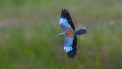 Gökkuzgun - Coracias garrulus kuş fotoğrafı