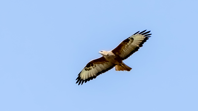 Kızıl Şahin