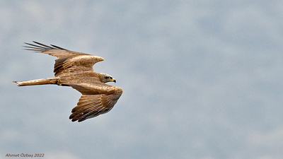 Kara çaylak (Milvus migrans) - İstanbul / Sarıyer kuş fotoğrafı
