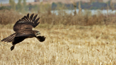 Şahin - Buteo buteo kuş fotoğrafı