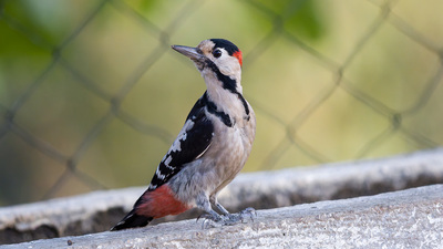 Alaca Ağaçkakan (Dendrocopos syriacus) - Kırklareli / Merkez kuş fotoğrafı