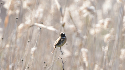 Taşkuşu (Saxicola rubicola) - İstanbul / Tuzla kuş fotoğrafı