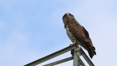Yılan Kartalı - Circaetus gallicus kuş fotoğrafı