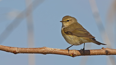 Çıvgın (Phylloscopus collybita) - Malatya / Battalgazi kuş fotoğrafı