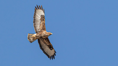 Kızıl Şahin (Buteo rufinus) - Ankara / Kahramankazan kuş fotoğrafı