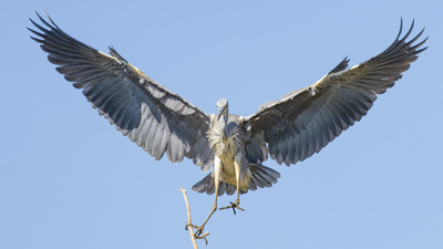Gri Balıkçıl (Ardea cinerea) - Kırklareli / Merkez kuş fotoğrafı