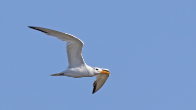 Batı Afrika Sumrusu (Thalasseus albididorsalis) - Çanakkale / Gelibolu kuş fotoğrafı